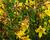 Denivka 'Lemon Bells'