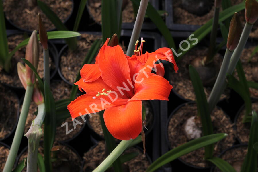 Hvězdník, amarylis - Hippeastrum rutilum