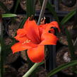 Hvězdník, amarylis - Hippeastrum rutilum