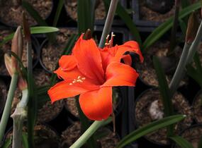 Hvězdník, amarylis - Hippeastrum rutilum