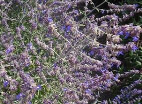 Perovskie lebedolistá 'Crazy Blue' - Perovskia atriplicifolia 'Crazy Blue'
