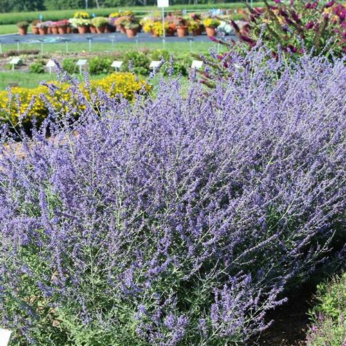 Perovskie lebedolistá 'Crazy Blue' - Perovskia atriplicifolia 'Crazy Blue'