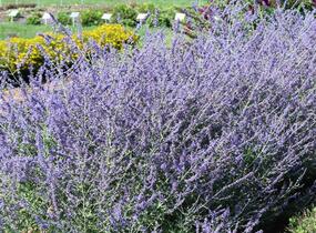 Perovskie lebedolistá 'Crazy Blue' - Perovskia atriplicifolia 'Crazy Blue'