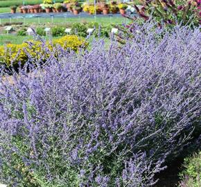 Perovskie lebedolistá 'Crazy Blue' - Perovskia atriplicifolia 'Crazy Blue'