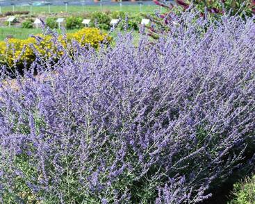 Perovskie lebedolistá 'Crazy Blue'