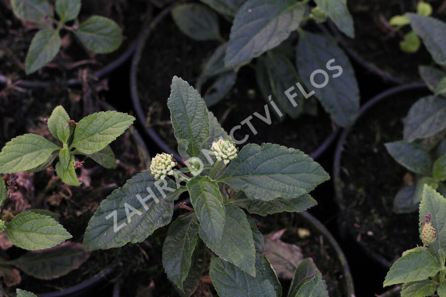 Libora měňavá 'Esperanta White' - Lantana camara 'Esperanta White'