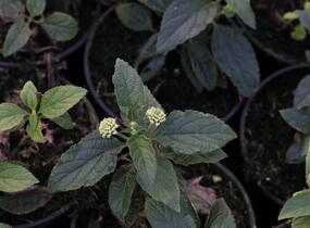 Libora měňavá 'Esperanta White' - Lantana camara 'Esperanta White'