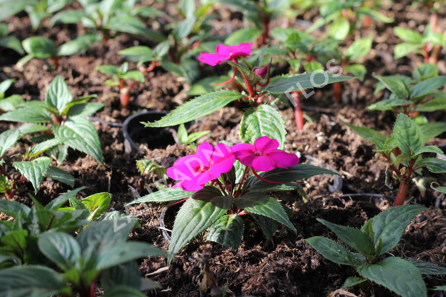 Netýkavka 'Sun Standing Purple' - Impatiens Neu Guinea 'Sun Standing Purple'