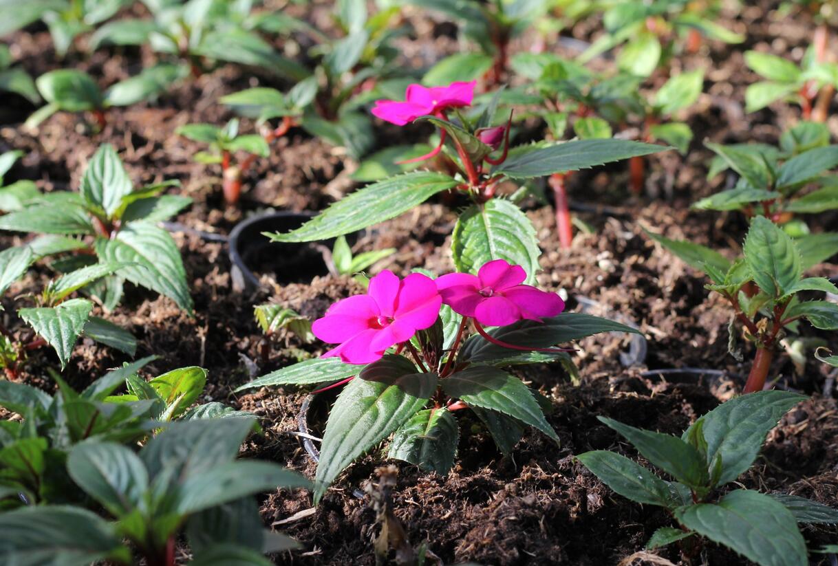 Netýkavka, balzamína 'Sun Standing Purple' - Impatiens Neu Guinea 'Sun Standing Purple'