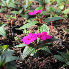 Netýkavka 'Sun Standing Purple' - Impatiens Neu Guinea 'Sun Standing Purple'