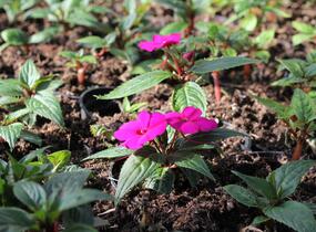 Netýkavka, balzamína 'Sun Standing Purple' - Impatiens Neu Guinea 'Sun Standing Purple'