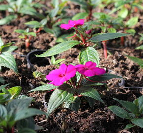 Netýkavka 'Sun Standing Purple' - Impatiens Neu-Guinea 'Sun Standing Purple'