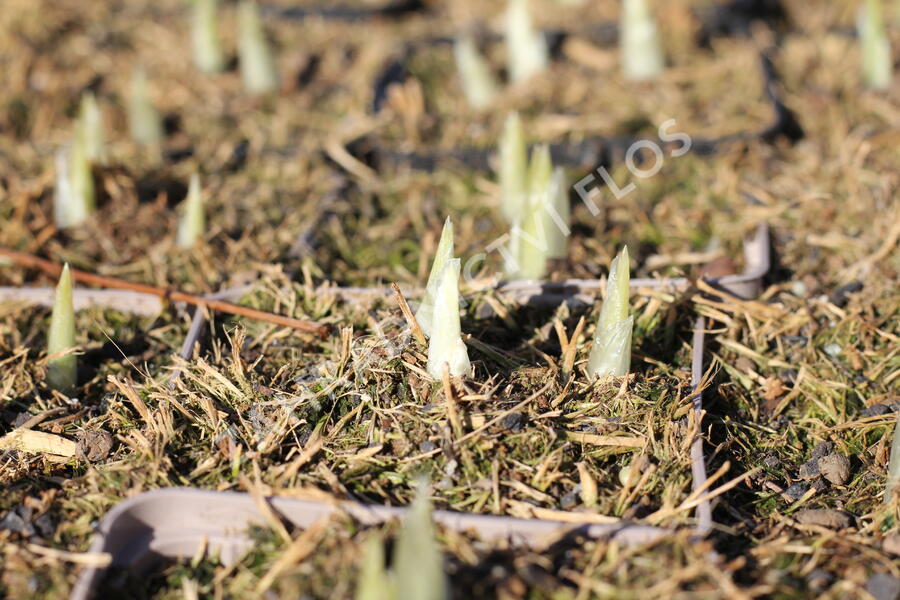 Kosatec síťkovaný 'Alida' - Iris reticulata 'Alida'