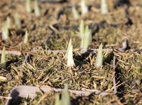 Kosatec síťkovaný 'Alida' - Iris reticulata 'Alida'