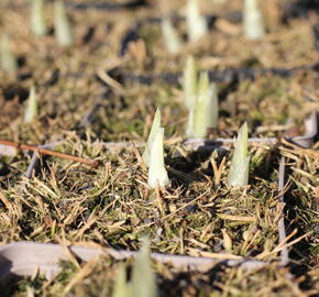 Kosatec síťkovaný 'Alida' - Iris reticulata 'Alida'