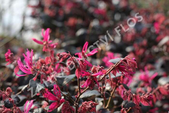 Vilín čínský 'Pipa's Red' - Loropetalum chinense 'Pipa's Red'