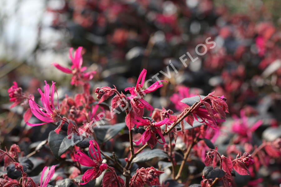 Vilín čínský 'Pipa's Red' - Loropetalum chinense 'Pipa's Red'