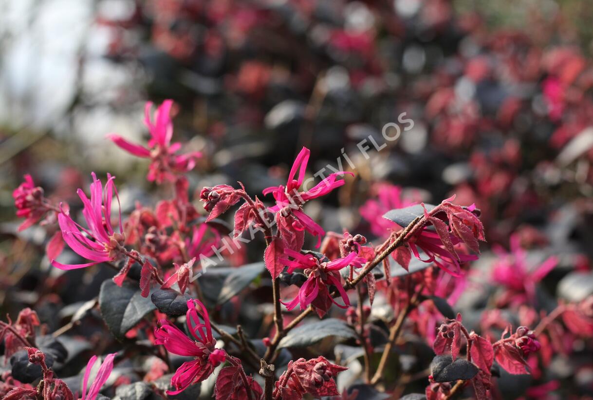 Vilín čínský 'Pipa's Red' - Loropetalum chinense 'Pipa's Red'