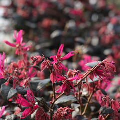 Vilín čínský 'Pipa's Red' - Loropetalum chinense 'Pipa's Red'