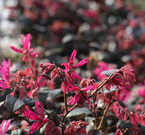 Vilín čínský 'Pipa's Red' - Loropetalum chinense 'Pipa's Red'