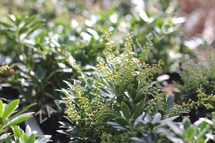Pieris japonský 'Prelude' - Pieris japonica 'Prelude'