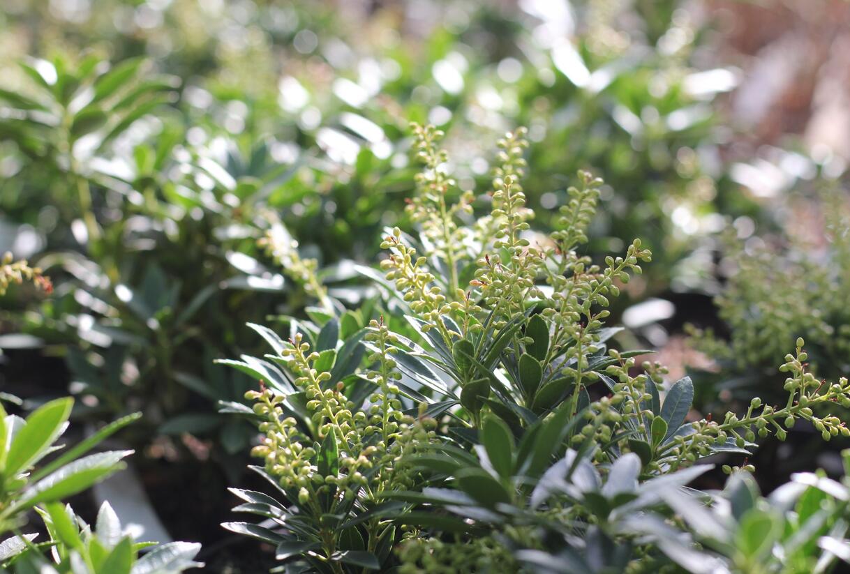 Pieris japonský 'Prelude' - Pieris japonica 'Prelude'