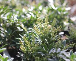 Pieris japonský 'Prelude'