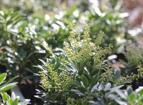 Pieris japonský 'Prelude' - Pieris japonica 'Prelude'