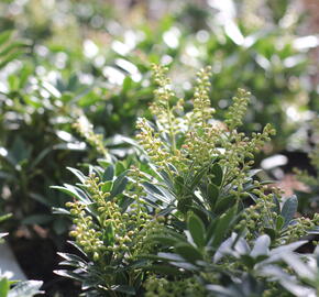 Pieris japonský 'Prelude' - Pieris japonica 'Prelude'