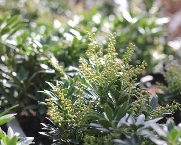 Pieris japonský 'Prelude'