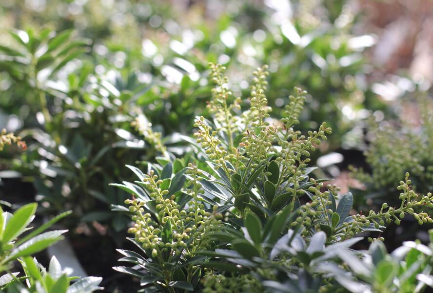 Pieris japonský 'Prelude' - Pieris japonica 'Prelude'
