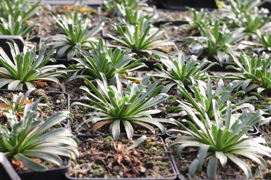 Levisie 'Little Plum' - Lewisia x longipetala 'Little Plum'