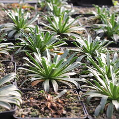 Levisie 'Little Plum' - Lewisia x longipetala 'Little Plum'