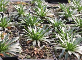Levisie 'Little Plum' - Lewisia x longipetala 'Little Plum'