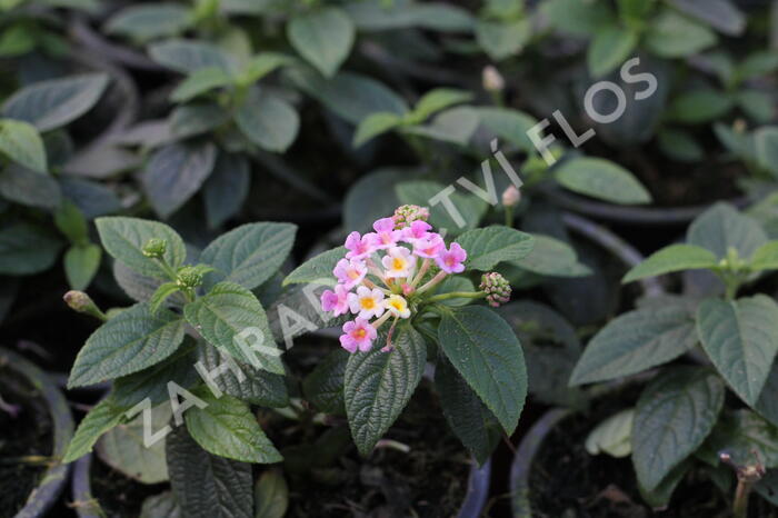 Libora měňavá 'Esperanta Pink' - Lantana camara 'Esperanta Pink'