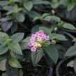 Libora měňavá 'Esperanta Pink' - Lantana camara 'Esperanta Pink'