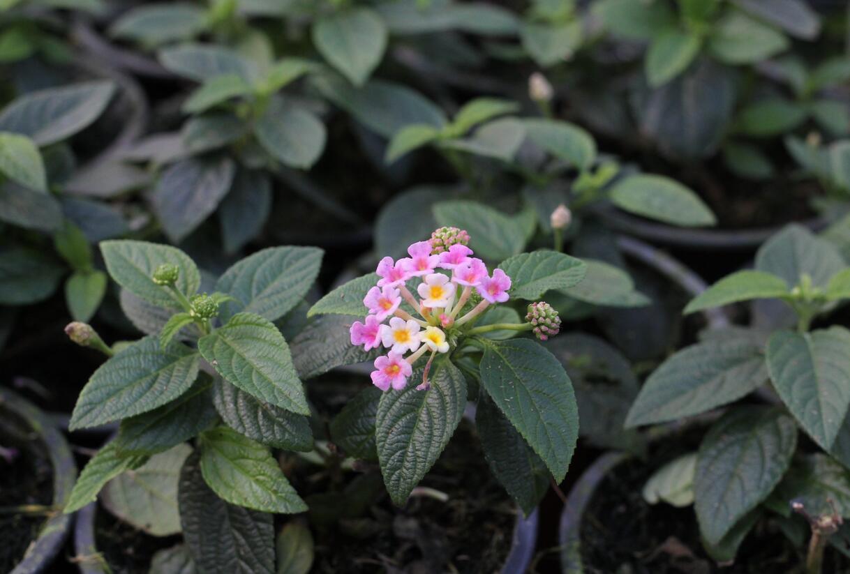 Libora měňavá 'Esperanta Pink' - Lantana camara 'Esperanta Pink'