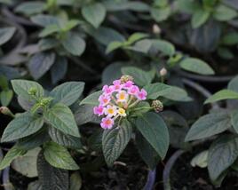 Libora měňavá 'Esperanta Pink'