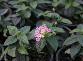 Libora měňavá 'Esperanta Pink' - Lantana camara 'Esperanta Pink'