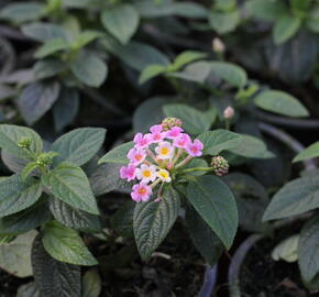 Libora měňavá 'Esperanta Pink' - Lantana camara 'Esperanta Pink'