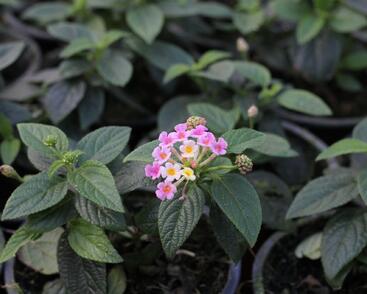 Libora měňavá 'Esperanta Pink'