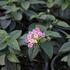 libora-menava-esperanta-pink.jpg