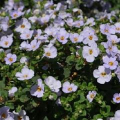 Bakopa 'Baristo Giga Lavender' - Sutera diffusus 'Baristo Giga Lavender'