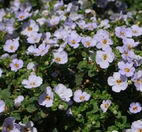 Bakopa 'Baristo Giga Lavender' - Sutera diffusus 'Baristo Giga Lavender'