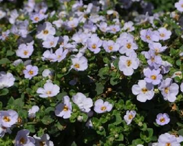 Bakopa 'Baristo Giga Lavender'