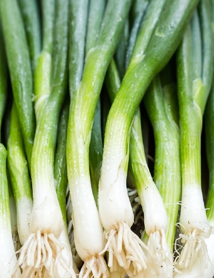 Cibule sečka 'Bajkal' - Allium fistuosum 'Bajkal'