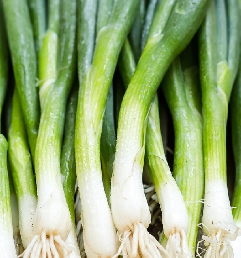 Cibule sečka 'Bajkal' - Allium fistulosum 'Bajkal'