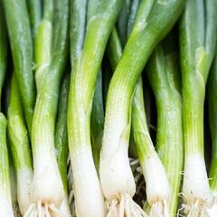 Cibule sečka 'Bajkal' - Allium fistulosum 'Bajkal'