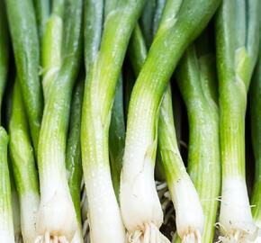 Cibule sečka 'Bajkal' - Allium fistulosum 'Bajkal'