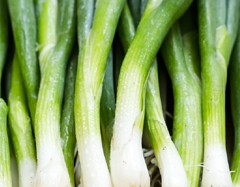 Cibule sečka 'Bajkal' - Allium fistulosum 'Bajkal'